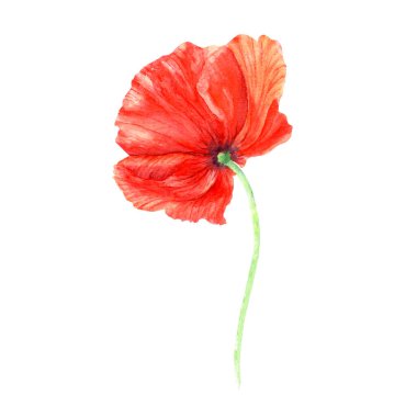 Poppy flower hand drawn watercolor illustrations isolated on white background. For greeting card, invitation, clip art.