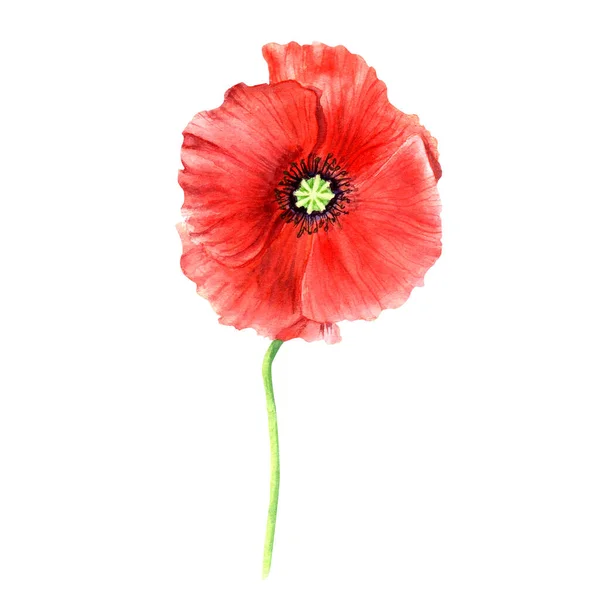 Poppy Flower Hand Drawn Watercolor Illustrations Isolated White Background Greeting — Stock Photo, Image