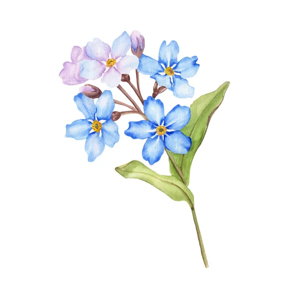 Forget Botanical Watercolor Illustration Isolated White Background Handmade Flowers Postcards — ストック写真