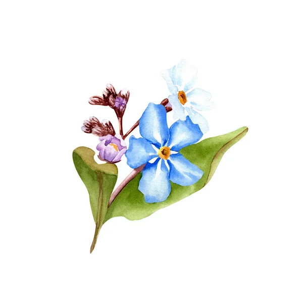 Забудь Ботанической Акварельной Иллюстрации Изолированный Белом Фоне Цветы Ручной Работы — стоковое фото