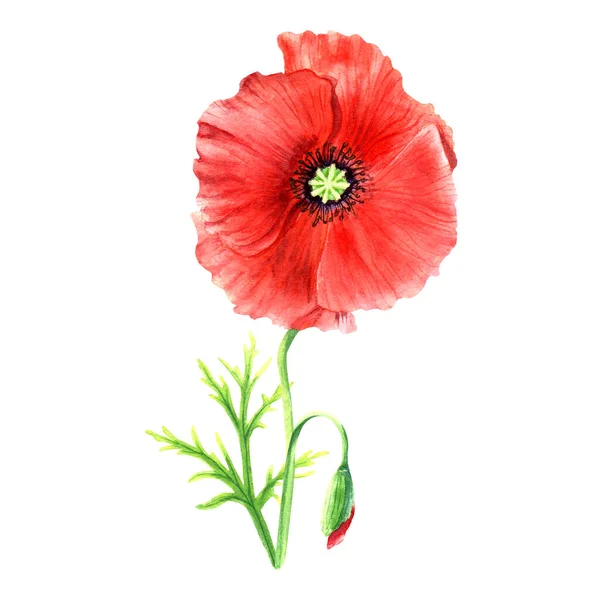 Poppy Flower Hand Drawn Watercolor Illustrations Isolated White Background Greeting — Fotografia de Stock