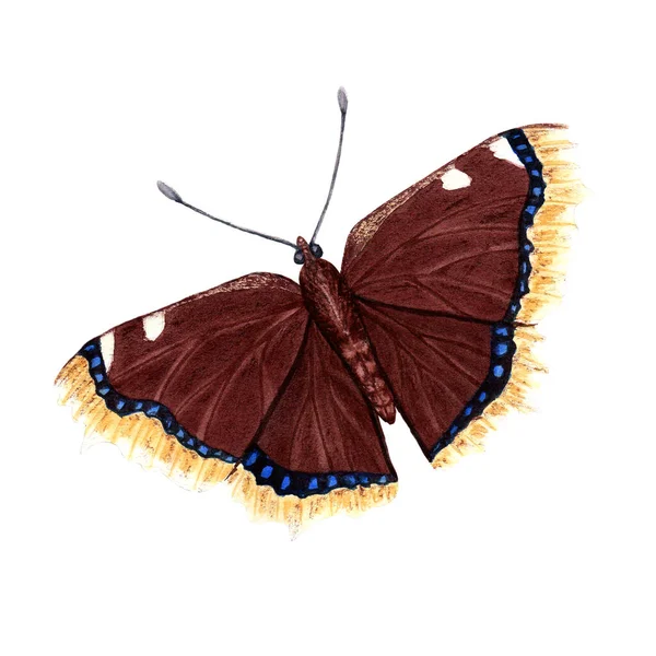 Mourning Cloak Butterfly Hand Drawn Watercolor Illustration Isolated White Background — Fotografia de Stock