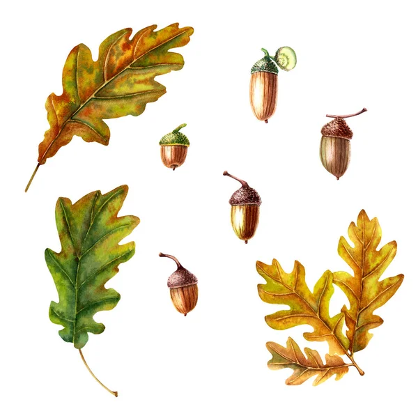 Podzimní Akvarel Dubovými Listy Žaludy Ručně Kreslené Ilustrace Izolované Bílo — Stock fotografie