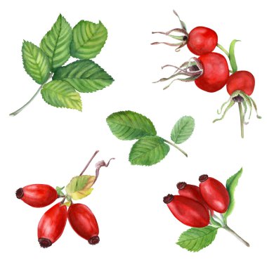 Köpek Rose, Brier yaprakları ve böğürtlenli dallar. Elle çizilmiş sulukoli resmi beyaza izole edilmiş. Şarjör sanatı, kartlar için