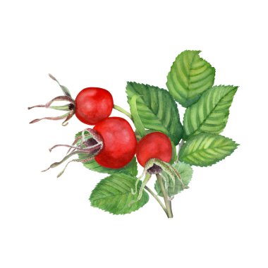 Köpek Rose, böğürtlen ve yapraklı Brier şubesi. Elle çizilmiş sulukoli resmi beyaza izole edilmiş. Klip sanatı, kartlar, logo, kaplama, paket için