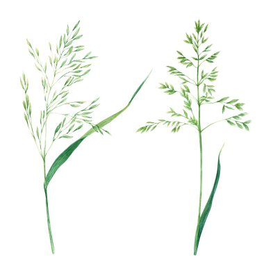 Çayır çim türü, mavi çim koleksiyonu, elle çizilmiş suluboya çizimi beyaz arka planda izole edilmiş. Şarjör sanatı, afiş, kartlar için