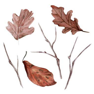 Kuru bahar ya da sonbahar yaprakları ve dallar. Suluboya çizimi klip sanatı ve tasarımı için beyaza izole edildi.