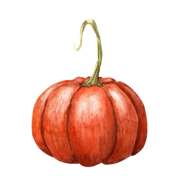 Calabaza Ilustración Acuarela Dibujada Mano Aislada Sobre Fondo Blanco Para — Foto de Stock