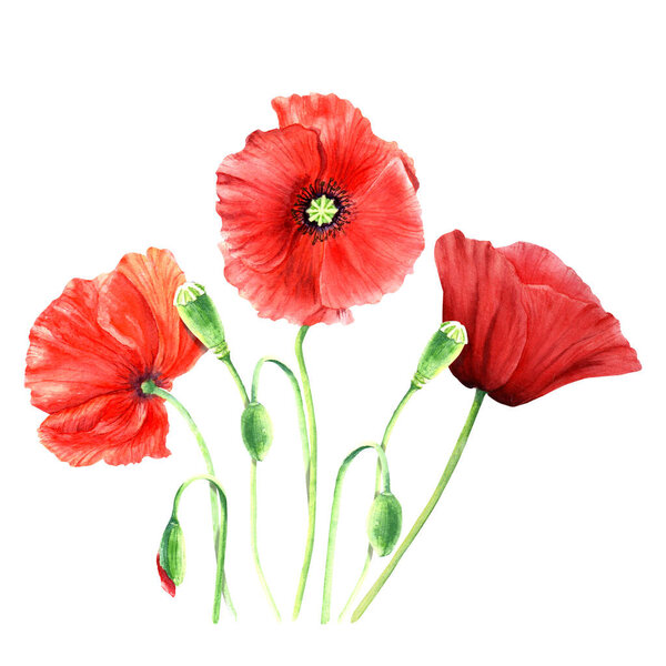 Poppy flower hand drawn watercolor illustrations isolated on white background. For greeting card, invitation, clip art.