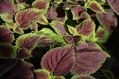 Tanaman daun berwarna coklat dengan sisi berwarna hijau