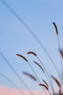 Foto tumbuhan gulma dengan latar langit biru
