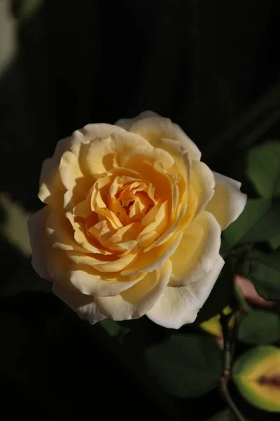 Bunga Rosa Berwarna Kuning Sedang Mekar — Fotografia de Stock