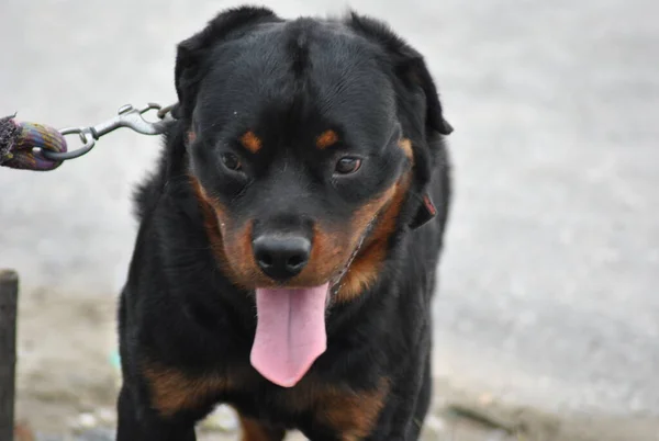 Foto Close Wajah Anjing Rotweiller — Stock Photo, Image