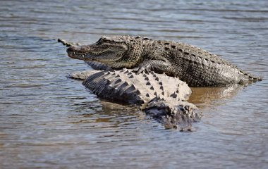 Florida Timsahı Başka Bir Timsahın Üzerinde Dinleniyor