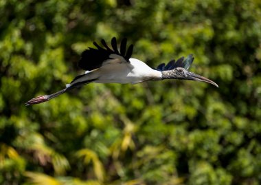 Florida Ormanı Leyleği Havada Uçuyor