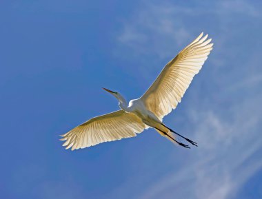 White Egret Heron Florida Snowy White clipart