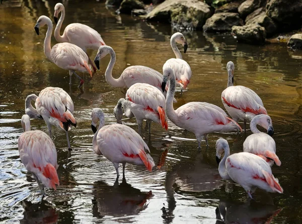 Pink Flamingo Young Birds Wading Florida — стокове фото