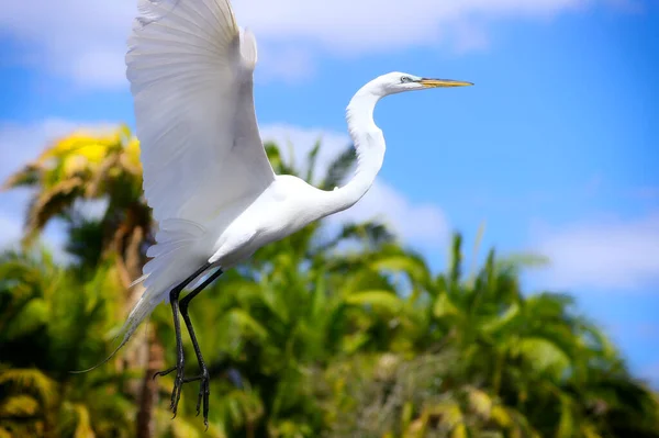 Белый Эгрет Херон Флорида Снежный Белый — стоковое фото