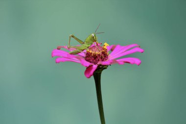 Zinya çiçeğine tünemiş yeşil bir çekirge.