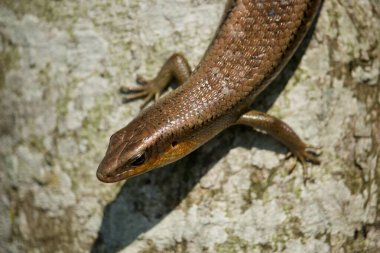 Bir kertenkele (Eutropis multifasciata) sabah pirinç tarlalarında avını bekliyor.