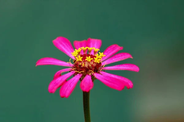 Eine Zinnia Blume Rote Blume Die Tagsüber Fotografiert Wurde — Stockfoto