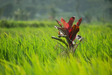 Pirinç tarlalarında kırmızı yaprak bitkisi