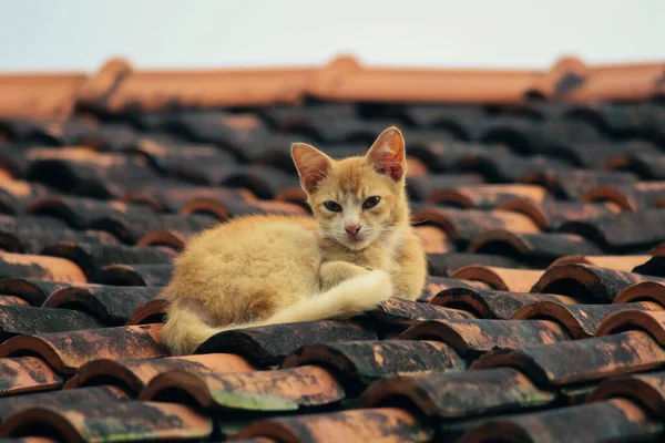 Gato Laranja Está Deitado Telhado Casa — Fotografia de Stock