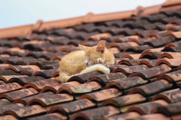 Gato Laranja Está Dormindo Telha Telhado — Fotografia de Stock