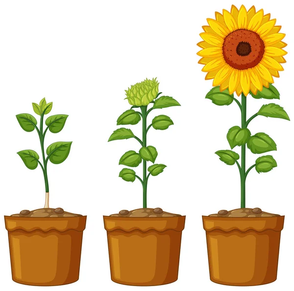 Tres Macetas Plantas Girasol Ilustración — Vector de stock