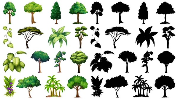 Set Plant Tree Its Silhouette Illustration — Stock Vector