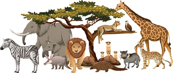 Группа Диких Африканских Животных Белом Фоне — стоковый вектор
