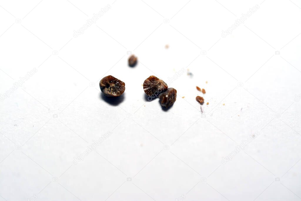 Nephrolithiasis, multiple irregular brown kidney stones and gravels (renal calculi or nephrolith) isolated on white background, the stones are millimeters in size that passed in urine, selective focus