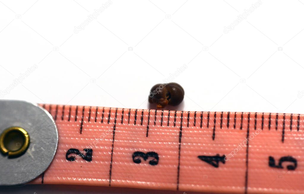 Nephrolithiasis, a single irregular brown kidney stone (renal calculus or nephrolith) on white background, scale in centimeters, the stone is around 6 millimeters in size that passed in urine