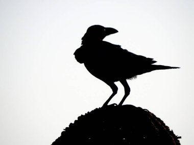  Corvus, Corvidae familyasından orta boydan büyük kuşlara kadar yaygın olarak dağıtılan bir kuş cinsidir. Genel olarak kargalar, kuzgunlar ve kaleler olarak bilinen türleri içerir.