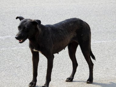 Köpek pireleri ve keneleri olan dişi bir siyah sokak köpeği.