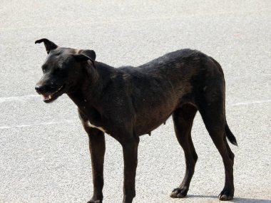 Köpek pireleri ve keneleri olan dişi bir siyah sokak köpeği.
