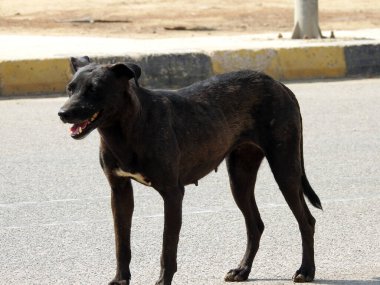 Köpek pireleri ve keneleri olan dişi bir siyah sokak köpeği.