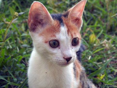 Bir Mısırlı sokak kedisi, küçük bir kedi, sevimli bir kedi portresi.