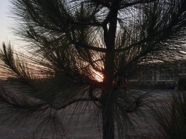 Gün batımı sahnesinin arka planı ağaç dalları ve palmiye ağaçları arasında, güzel bir günbatımı sahnesi, gün batımı saatinde dalların silueti