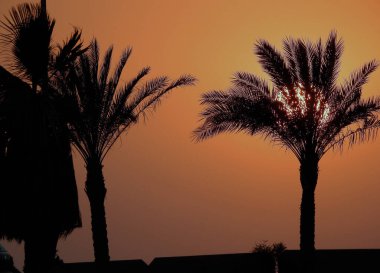Gün batımı sahnesinin arka planı ağaç dalları ve palmiye ağaçları arasında, güzel bir günbatımı sahnesi, gün batımı saatinde dalların silueti