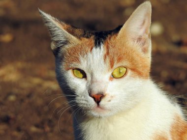 Bir Mısırlı sokak kedisi, küçük bir kedi, sevimli bir kedi portresi.
