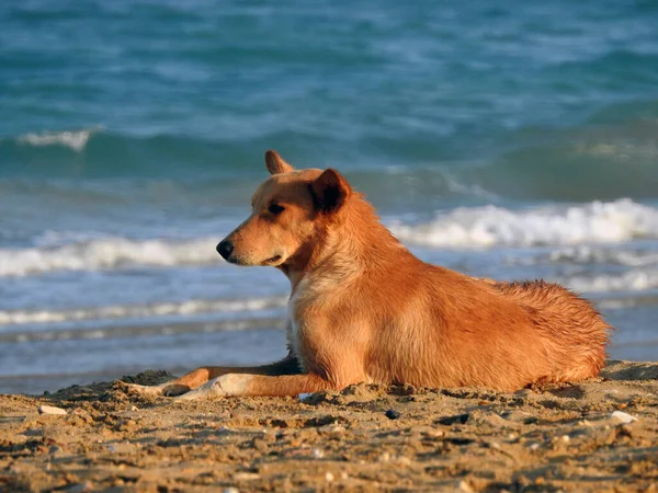 Hond Het Strand Een Portret Van Huiselijke Hond Aan Kust — Stockfoto