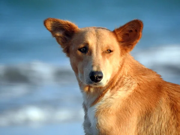 Perro Playa Retrato Perro Doméstico Orilla Perro Relajado Playa Perro —  Fotos de Stock