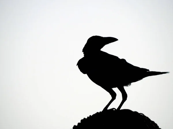 Retrato Cuervo Aire Libre Corvus Género Ampliamente Distribuido Aves Tamaño —  Fotos de Stock