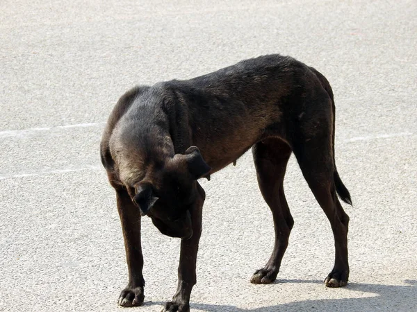 a female black street dog with dog fleas and ticks on its body