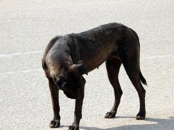 Cane Strada Nero Femminile Con Pulci Cane Zecche Sul Suo — Foto Stock