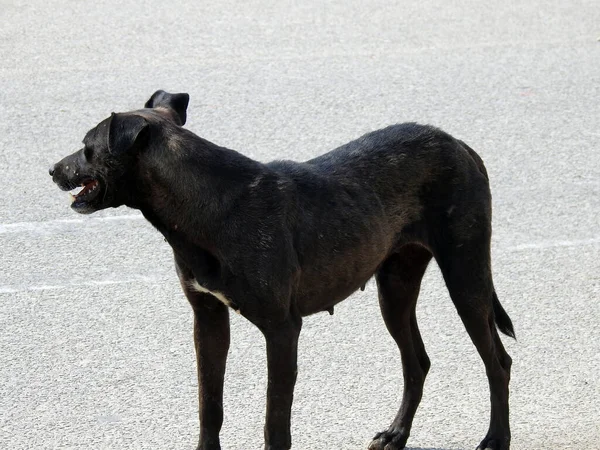 Una Perra Callejera Negra Con Pulgas Perro Garrapatas Cuerpo — Foto de Stock