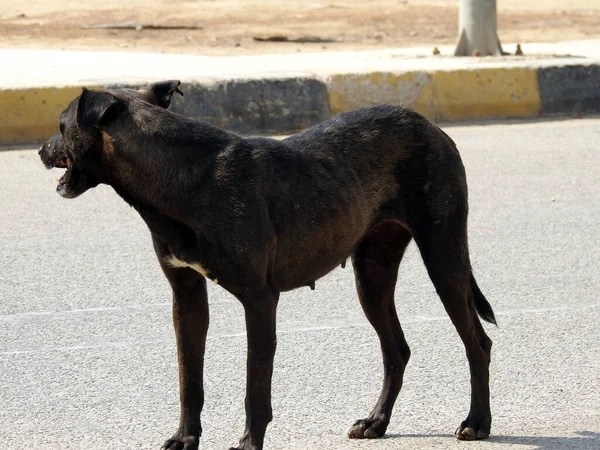 a female black street dog with dog fleas and ticks on its body