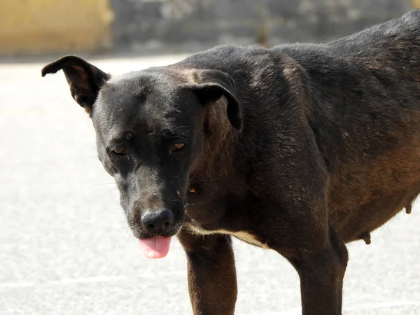 a female black street dog with dog fleas and ticks on its body