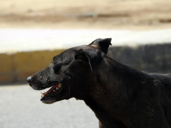 a female black street dog with dog fleas and ticks on its body